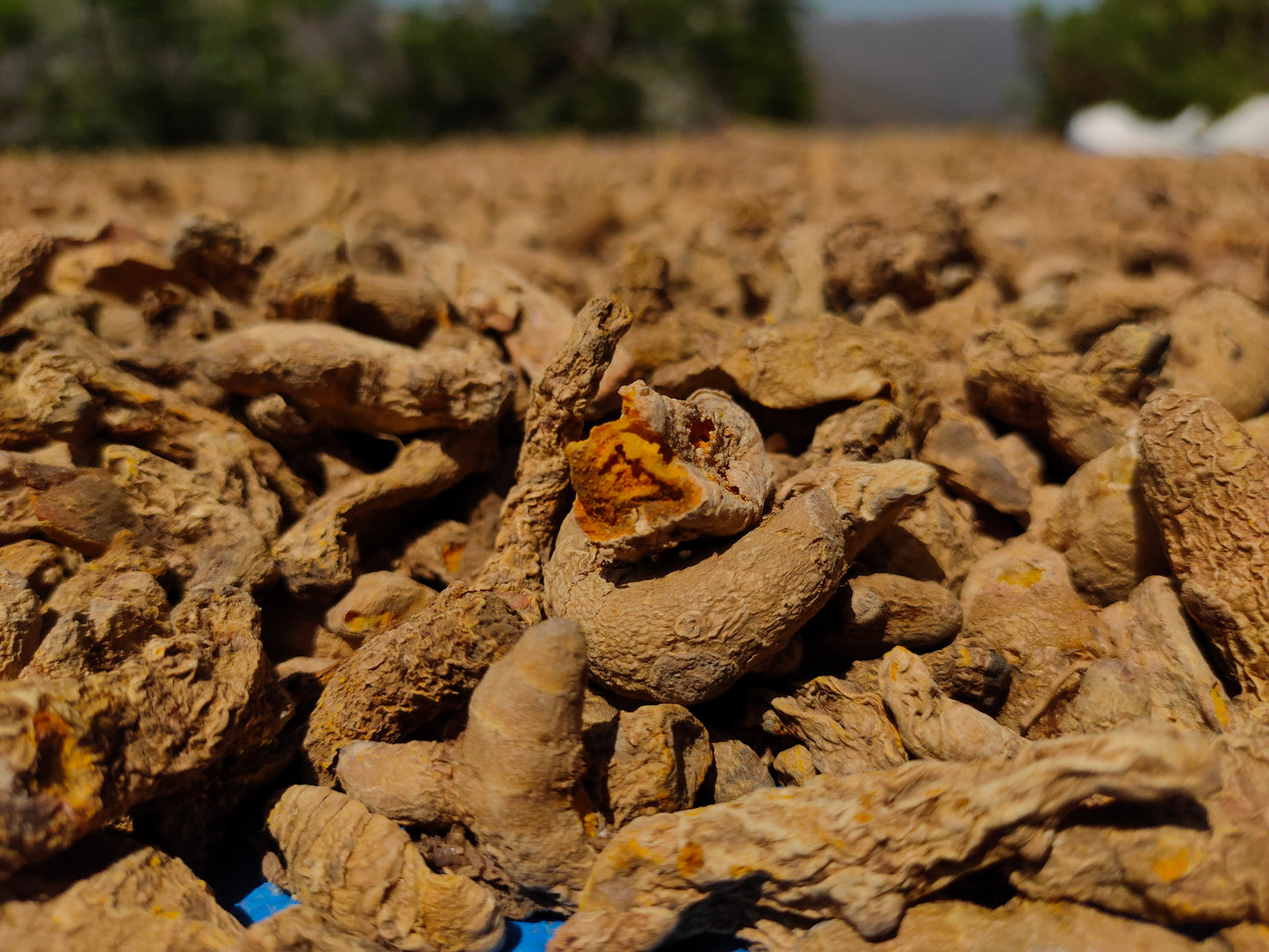 Native Himalayan Haldi (Turmeric)